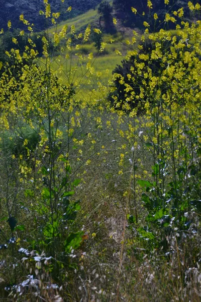 DSC_6122 (Large).JPG